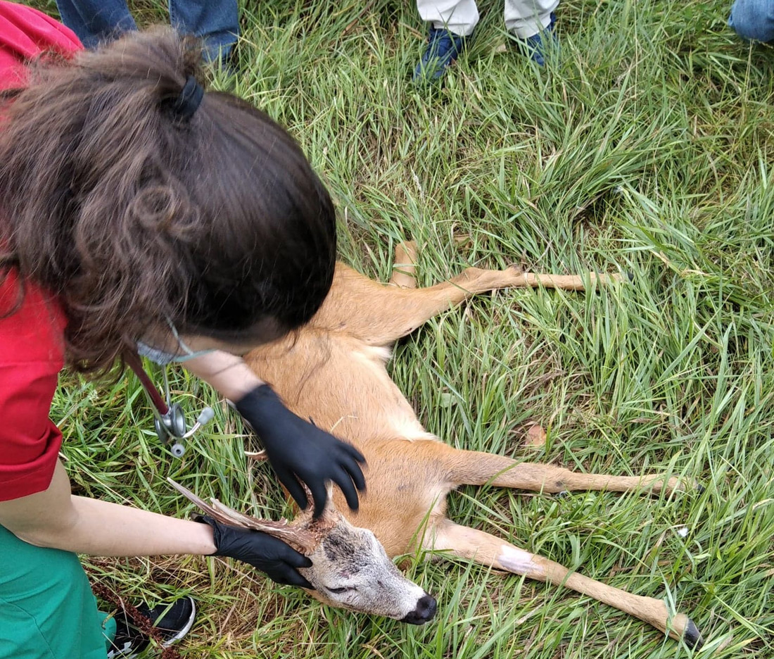Ζαρκάδι περιμένει την απελευθέρωσή του στη φύση