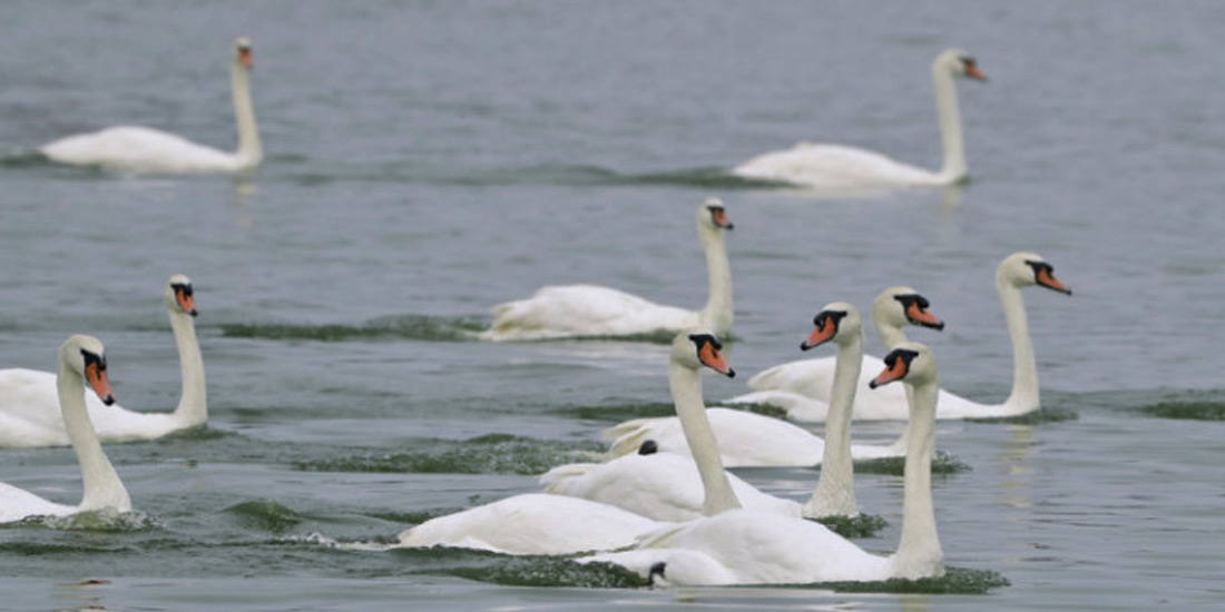 ΦΟΡΕΑΣ ΔΙΑΧΕΙΡΙΣΗΣ-Τρεις νεκροί κύκνοι στη λίμνη