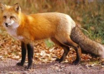 ΕΜΒΟΛΙΑ ΚΑΤΑ ΤΗΣ ΛΥΣΣΑΣ -Ξεκινά το εαρινό πρόγραμμα ρίψης