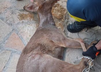 Ζαρκάδι απεγκλωβίστηκε από αυλή σπιτιού