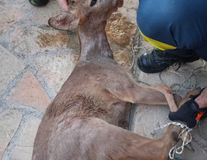 Ζαρκάδι απεγκλωβίστηκε από αυλή σπιτιού