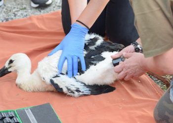 «Δαχτυλίδι» σε λευκούς πελαργούς