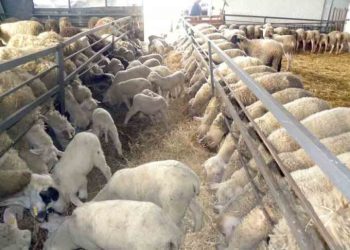 Ανησυχία για την εξέλιξη της πανώλης των αιγοπροβάτων