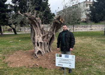 Αιωνόβιες και υπεραιωνόβιες ελιές σε διάφορα σημεία του Δήμου