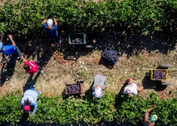 Σήμερα η πληρωμή των 608 εκατ. ευρώ από τον ΟΠΕΚΕΠΕ στους αγρότες