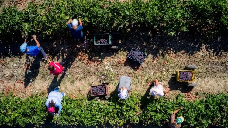 Σήμερα η πληρωμή των 608 εκατ. ευρώ από τον ΟΠΕΚΕΠΕ στους αγρότες