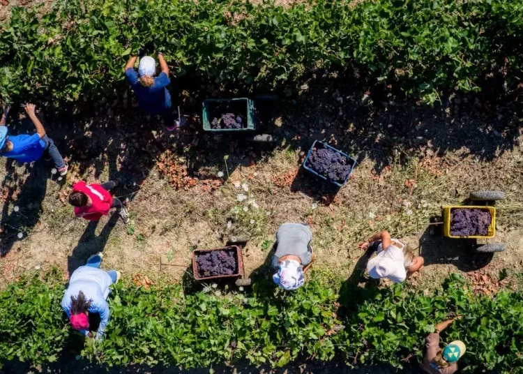 Σήμερα η πληρωμή των 608 εκατ. ευρώ από τον ΟΠΕΚΕΠΕ στους αγρότες