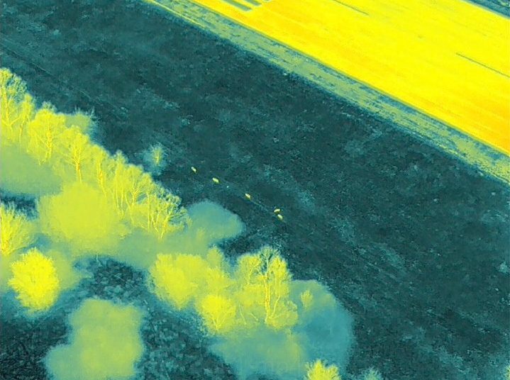 Απομακρύνθηκαν τα αγριογούρουνα από το αεροδρόμιο Ιωαννίνων