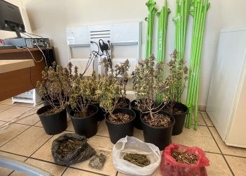 ΠΡΕΒΕΖΑ -Καλλιεργούσε κάνναβη σε γλάστρες στο σπίτι του