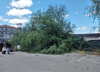 Πτώση δέντρου στο πάρκινγκ του Υπεραστικού ΚΤΕΛ