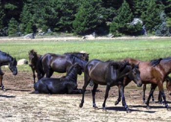 ΥΠ. ΥΓΕΙΑΣ -Δεν εντοπίζεται μόλυνση στο νερό της Πεδινής μετά τον θάνατο 47 αλόγων