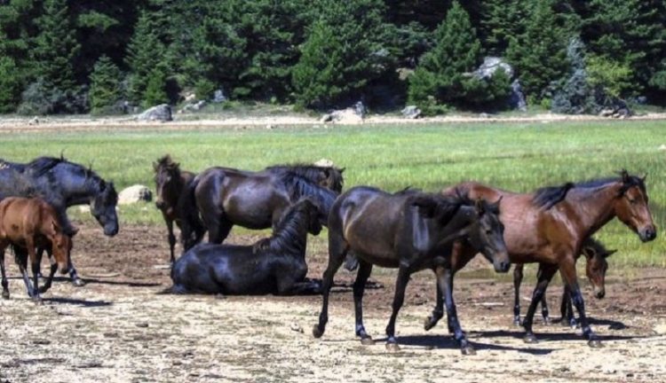 ΥΠ. ΥΓΕΙΑΣ -Δεν εντοπίζεται μόλυνση στο νερό της Πεδινής μετά τον θάνατο 47 αλόγων