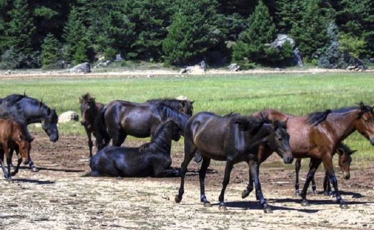 ΥΠ. ΥΓΕΙΑΣ -Δεν εντοπίζεται μόλυνση στο νερό της Πεδινής μετά τον θάνατο 47 αλόγων