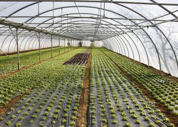 Ξεκινά το πρόγραμμα ενίσχυσης θερμοκηπιακών καλλιεργειών