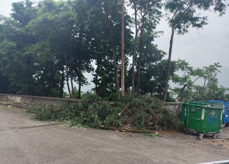 Εν αγνοία του Δήμου και χωρίς καμία άδεια η κοπή των δέντρων