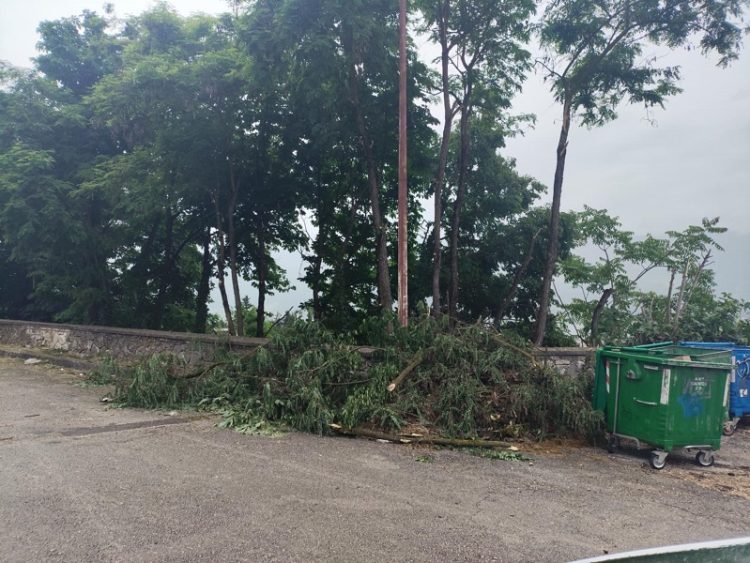 Εν αγνοία του Δήμου και χωρίς καμία άδεια η κοπή των δέντρων