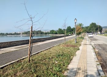 ΠΑΡΑΛΙΜΝΙΟ ΜΕΤΩΠΟ -Τα πλατάνια που κόπηκαν, τα νέα που δεν “επιβίωσαν” και οι νέες φυτεύσεις