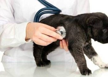 Αντιδράσεις και αποχή από τον νόμο για τα ζώα συντροφιάς