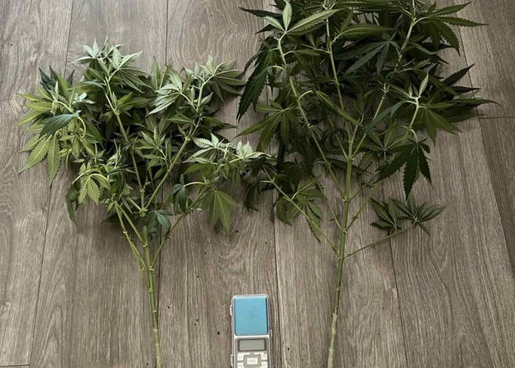 Σύλληψη στα Ιωάννινα για καλλιέργεια κάνναβης σε μπαλκόνι
