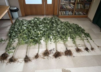 Καλλιεργούσαν 11 δενδρύλλια κάνναβης