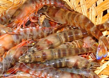 Σαρδέλα και η Γαρίδα Αμβρακικού οδεύουν για ευρωπαϊκή αναγνώριση