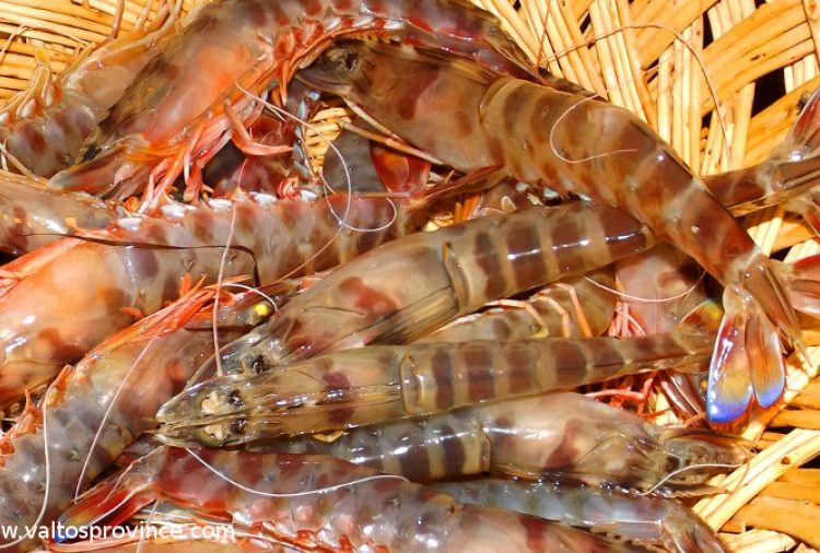 Σαρδέλα και η Γαρίδα Αμβρακικού οδεύουν για ευρωπαϊκή αναγνώριση