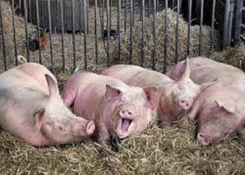 Διαδικτυακό σεμινάριο για την προστασία των χοίρων στις εκτροφές