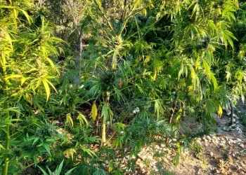 ΙΩΑΝΝΙΝΑ -Εντοπίσθηκαν 1.650 δενδρύλλια κάνναβης σε δασώδη περιοχή