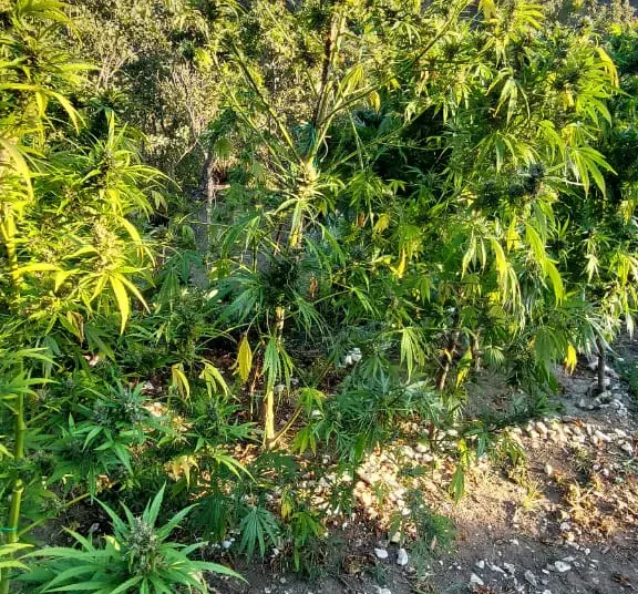 ΙΩΑΝΝΙΝΑ -Εντοπίσθηκαν 1.650 δενδρύλλια κάνναβης σε δασώδη περιοχή