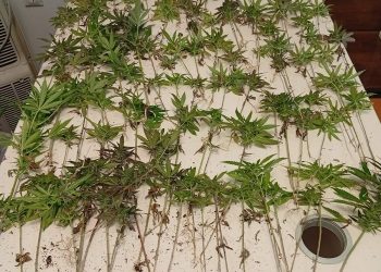 Ιωάννινα: Βρέθηκε φυτεία κάνναβης με 120 δενδρύλλια