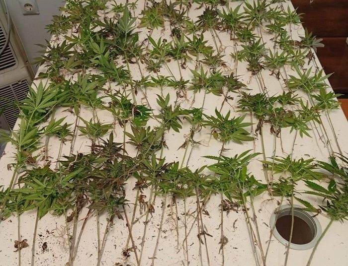 Ιωάννινα: Βρέθηκε φυτεία κάνναβης με 120 δενδρύλλια