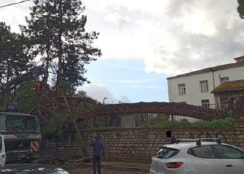 ΖΩΣΙΜΑΙΑ ΑΚΑΔΗΜΙΑ -Έπεσε πεύκο στην αυλή, σώθηκαν από τύχη οι μαθητές