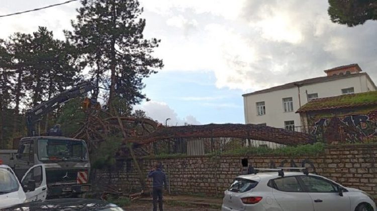 ΖΩΣΙΜΑΙΑ ΑΚΑΔΗΜΙΑ -Έπεσε πεύκο στην αυλή, σώθηκαν από τύχη οι μαθητές