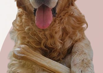 ΙΩΑΝΝΙΝΑ -Δεύτερη γιορτή υιοθεσίας αδέσποτων ζώων στο Πάρκο Λιθαρίτσια