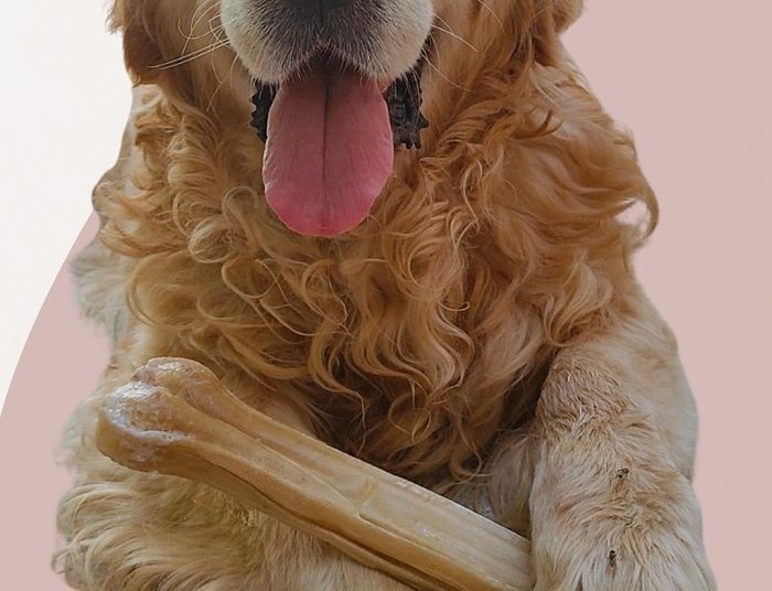 ΙΩΑΝΝΙΝΑ -Δεύτερη γιορτή υιοθεσίας αδέσποτων ζώων στο Πάρκο Λιθαρίτσια