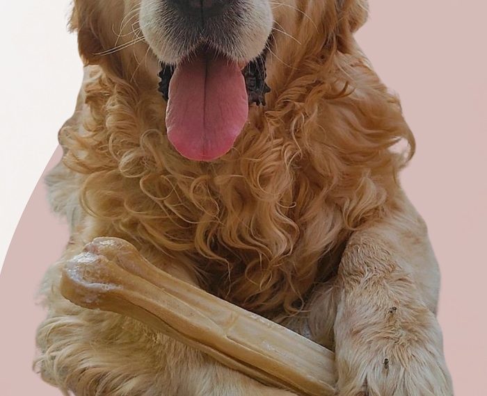 ΙΩΑΝΝΙΝΑ -Δεύτερη γιορτή υιοθεσίας αδέσποτων ζώων στο Πάρκο Λιθαρίτσια