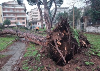 Πτώση πεύκου στο πάρκο Γηροκομείου