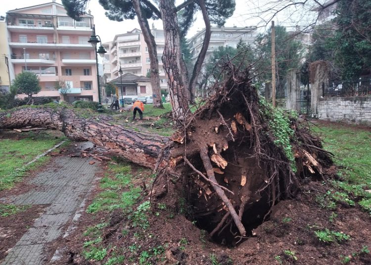 Πτώση πεύκου στο πάρκο Γηροκομείου