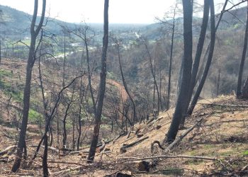 ΔΑΣΟΣ ΖΗΡΟΥ -Από την καταστροφή… στην ελπίδα της αναγέννησης