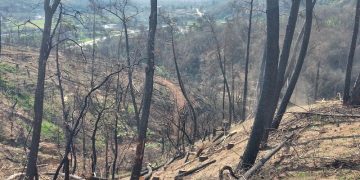 ΔΑΣΟΣ ΖΗΡΟΥ -Από την καταστροφή… στην ελπίδα της αναγέννησης