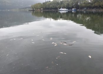 ΛΙΜΝΗ ΠΑΜΒΩΤΙΔΑ -Σε φυσικά αίτια αποδίδεται η μαζική θνησιμότητα ψαριών