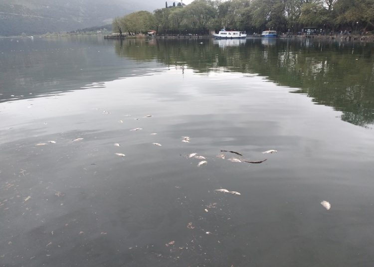 ΛΙΜΝΗ ΠΑΜΒΩΤΙΔΑ -Σε φυσικά αίτια αποδίδεται η μαζική θνησιμότητα ψαριών