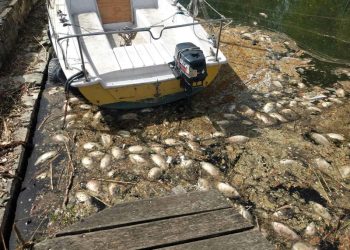 ΛΙΜΝΗ ΠΑΜΒΩΤΙΔΑ -Αυξημένος αριθμός νεκρών ψαριών, επαναλαμβανόμενο το φαινόμενο