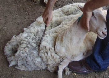 ΚΟΥΡΑ ΠΡΟΒΑΤΩΝ -Το αυστηρό πλαίσιο με στόχο την αποτροπή ασθενειών